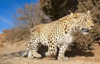  ثبت فیلم ۲ قلاده پلنگ ایرانی توسط دوربین‌های تله‌ای در پارک ملی بمو استان فارس