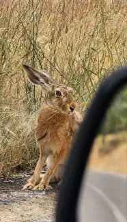  خرگوش صحرایی اروپایی (Lepus europaeus) در زیست‌بوم طبیعی ازنا - لرستان