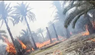 سوختن هزاران نخل در منیوحی؛ نیمی از نخلستان‌های روستاهای آبادان در آتش خاکستر شد