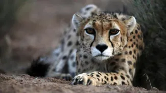 asian-cheetah