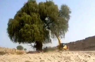  فاجعه درخت‌کُشان در غرب هرمزگان به بهانه کاهش خطر سیل!