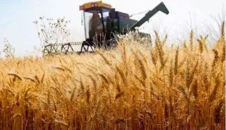  گندم کشاورزان به جای دولت نصیب دلالان می شود/ گرانی بذر عامل کاهش تحویل گندم و واردات می شود
