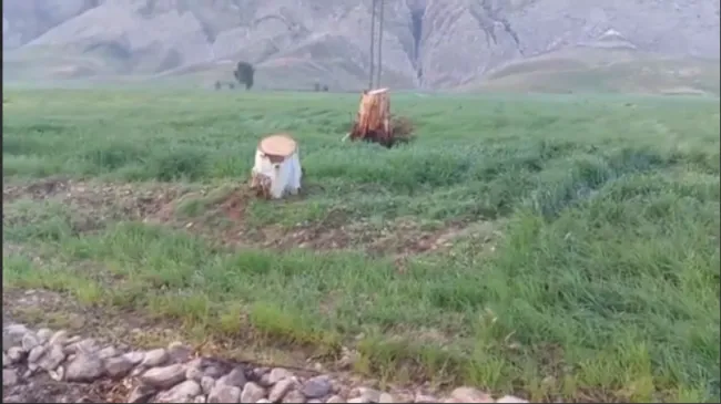 درختان دره شهر-اومو