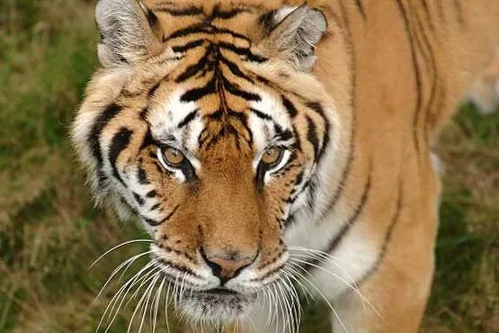 Chasing the farmer by the Siberian tiger