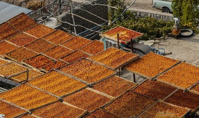 پشت بام های طلایی خونه های کاه گلی در خور خراسان در آبان ماه روی همه پشت بام ها، آلو است.