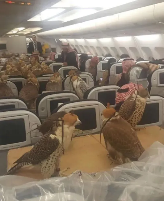  ۸۰ شاهین در یک پرواز تجاری!
