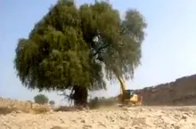  فاجعه درخت‌کُشان در غرب هرمزگان به بهانه کاهش خطر سیل!